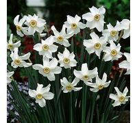 Yougarden Narcissus 'pheasant's Eye', Set Of 12 Bulbs Size 12/14, Ready To Plant