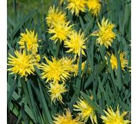 YouGarden Narcissus Rip van Winkle, Set of 25 Bulbs Size 8/10, For Autumn Planting and Spring Flowering