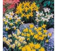 YouGarden Narcissus Short Mixed x200 Bulbs