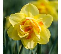Yougarden Narcissus 'tahiti', 24 X Bulbs Size 12/14, Ready For Autumn Planting, Spring Flowering, Daffodil Bulbs