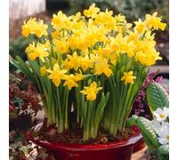 YouGarden Narcissus 'Tete a Tete' Daffodil Bulbs, 200 x Bulbs, Ready to Plant for Early Spring Daffodil Flowers
