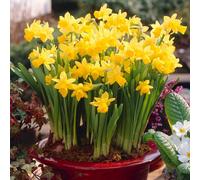 YouGarden Narcissus 'Tete a Tete' with Planters, Compost & 100g Fer...