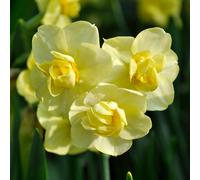 YouGarden Narcissus 'Yellow Cheerfulness' x30 bulbs
