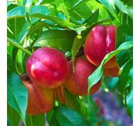 YouGarden - Nectarine Tree Prunus ‘Flavourtop’ Established Plant in 5L Pot