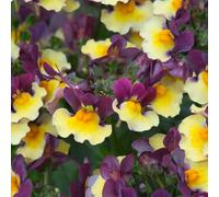 YouGarden Nemesia Rhubarb and Custard 12 Jumbo Plugs