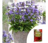 YouGarden Nepeta Catmint 'Neptune' in 9cm Pots & 100g Fertiliser