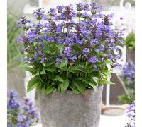 YouGarden - Nepeta 'Neptune' 9cm x 3