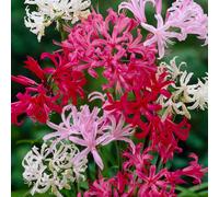 YouGarden Nerine Hybridisers Mixed bulbs x10