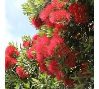 YouGarden New Zealand Christmas Tree, Pohutukawa, Crimson Exotic Evergreen Conservatory Specimen, Flowering Patio, Ready To Display, 18cm Pot