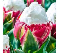 YouGarden Novelty Premium Tulip 'Ice Cream' x 20 Bulbs