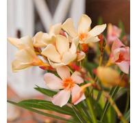 Yougarden Oleander Plant 'angiolo Pucci', Yellow Flowers, Low Maintenance, Established Flower Supplied In 15Cm Pot, 46-60Cm Tall