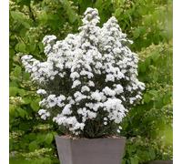 YouGarden Olearia 'Spring Bling', Set of Three Established Plants in 9cm Pots, Garden Colour, Evergreen Daisy Flowers, Easy to Grow, Ready to Plant