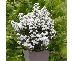 YouGarden Olearia 'Spring Bling', Set of Three Established Plants in 9cm Pots, Garden Colour, Evergreen Daisy Flowers, Easy to Grow, Ready to Plant
