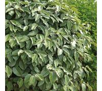 YouGarden Oleaster Hedge, Established Plant in 9cm Pot, Ready to Plant, Evergreen Hedging with Fragrant Autumn Flowers