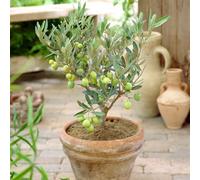 YouGarden Olive Mini Standard Trees, 2 x 13cm Potted, 20-30cm Tall, Evergreen Foliage, Ready to Plant and Great for Pots and Gardens