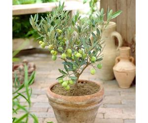 YouGarden Olive Mini Standard Trees, 2 x 13cm Potted, 20-30cm Tall, Evergreen Foliage, Ready to Plant and Great for Pots and Gardens