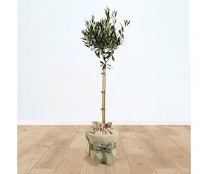Yougarden Olive Tree In Christmas Gift-Wrap, 80-100Cm Standard, 18Cm Pot, Evergreen, Mediterranean Foliage