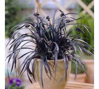 Yougarden Ophiopogon Black Dragon Grass In A 9Cm Pot (Pack Of 3)