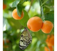 Yougarden Orange, Lemon And Lime Collection, 20-30Cm Tall Including 9Cm Pots