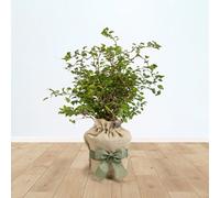 Yougarden Ornamental 'kojo-No-Mai' Cherry In 3L Pot, Gift Wrapped In Brown Hessian Bag With Green Fabric Bow, Ready To Plant Or Gi