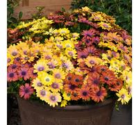 YouGarden Osteo 'Akila Hawaii Sunset Shades' plug plants x12