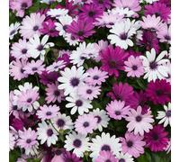 YouGarden Osteospermum Akila 'Berries & Cream' Plug Plants x12