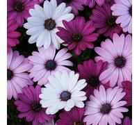 YouGarden Osteospermum Akila Berries & Cream Plug Plants x6