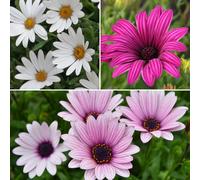 YouGarden Osteospermum Collection Jumbo Plug Plants x6