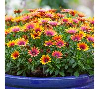 YouGarden Osteospermum 'Purple Sun' 12 x Plug Plants