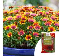 YouGarden Osteospurmum 'Purple Sun' in 9cm Pots x3 & Fertiliser