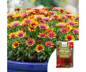 YouGarden Osteospurmum 'Purple Sun' in 9cm Pots x3 & Fertiliser