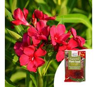 YouGarden Pair of 15cm Oleander Bush & 100g Fertiliser RED