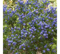 YouGarden Pair of Californian Lilac (Ceanothus Thyrsiflorus Repens)...
