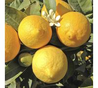 YouGarden Pair of Citrus Lemon 5L pots