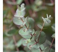 YouGarden Pair of Compact Silver Eucalyptus Trees in 17cm Pots