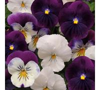 Yougarden Pair Of 'cool Wave Berries & Cream' Preplanted Basket