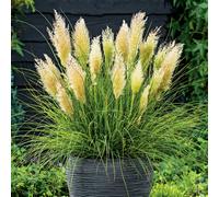YouGarden Pair of Cortaderia 'Tiny Pampa' in 3L Pots