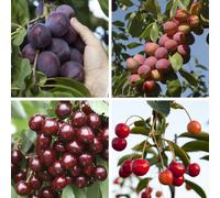 YouGarden Pair of Duo Fruit trees Cherry & Plum