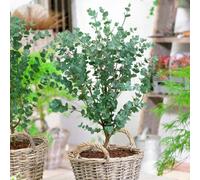 Yougarden Pair Of Evergreen Dwarf Eucalyptus Gunnii 'azura' Plants