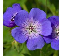 YouGarden Geranium Rozanne 2L Pots x 2