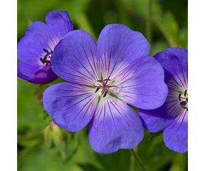 Yougarden Pair Of Hardy Geranium Rozanne In 2L Pots