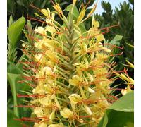 YouGarden Pair of Hardy Ginger Lily Hedychium Tubers