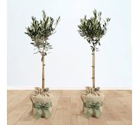 Yougarden Pair Of Hardy Ornamental Olive Tree Standards 80-90Cm Tall, Two Gift Wrapped Established Plants In Brown Hessian Bags Wi