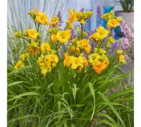 YouGarden Pair of Hemerocallis See You Tomorrow Bare Roots