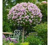 Pair of YouGarden Lilac Syringa Palibin Standard - Height, 150-200cm Width, 100-150cm