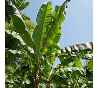 Yougarden Pair Of Musa Basjoo (Hardy Banana) In 9Cm Pot