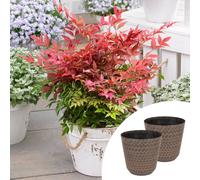 YouGarden Pair of Nandina in 2L Pots & Nantucket Planters FIRE POWER