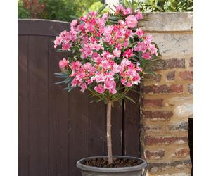 YouGarden Pair of Oleander Standard Shades of Pink