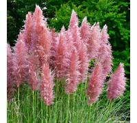 YouGarden Pair of Pampas Grasspink 9cm pots