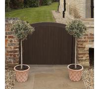 YouGarden Olive Tree Standard 80cm 18cm pot x 2 2 x 18cm P Green